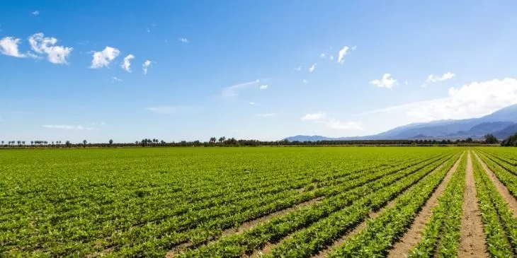 Execução rural o que fazer quando o banco entra com processo contra o produtor
